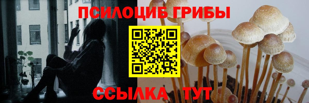 Галлюциногенные грибы Psilocybe Костомукша